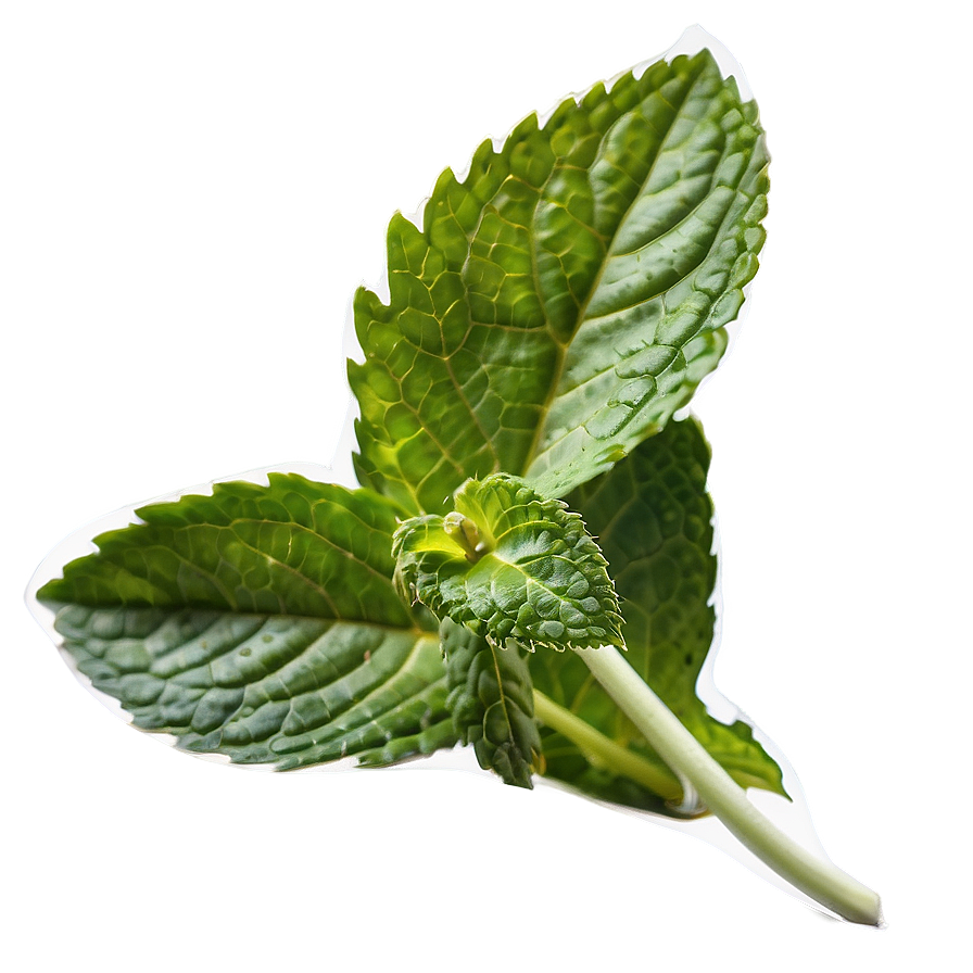 Mint Leaf Isolated Png 46