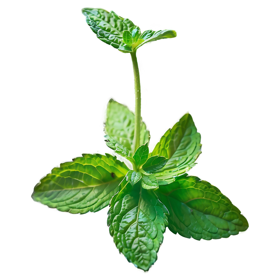 Mint Leaf On White Png 65