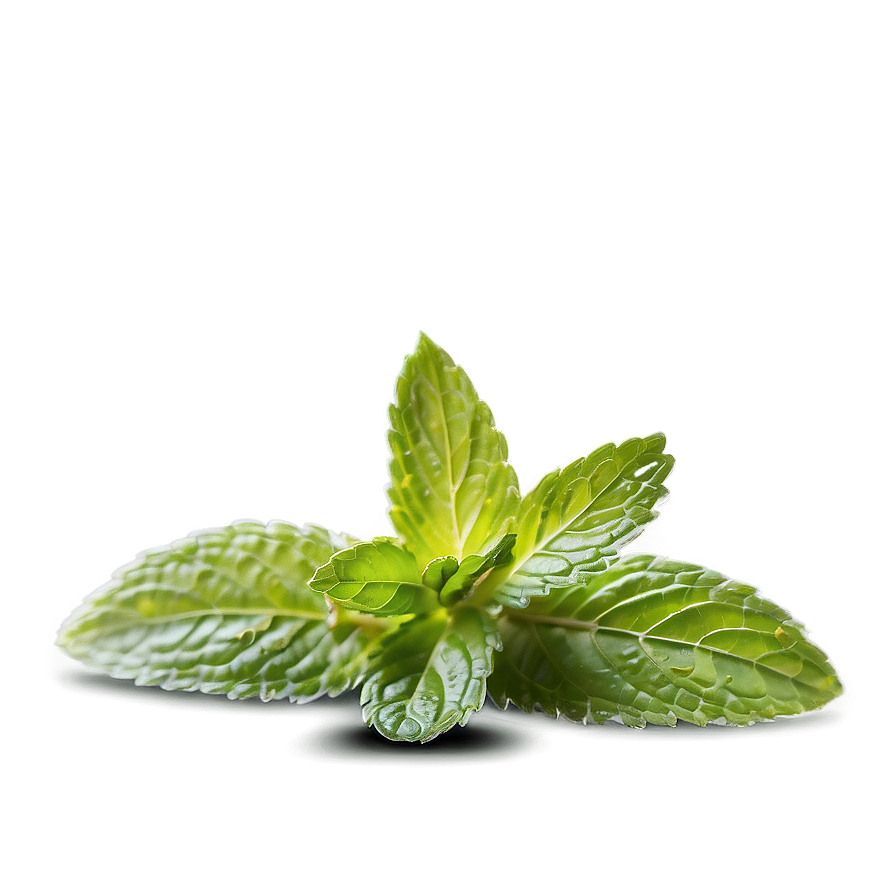 Mint Leaf Seasoning Png Tuh