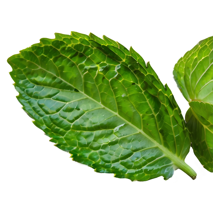 Mint Leaf Texture Png 92