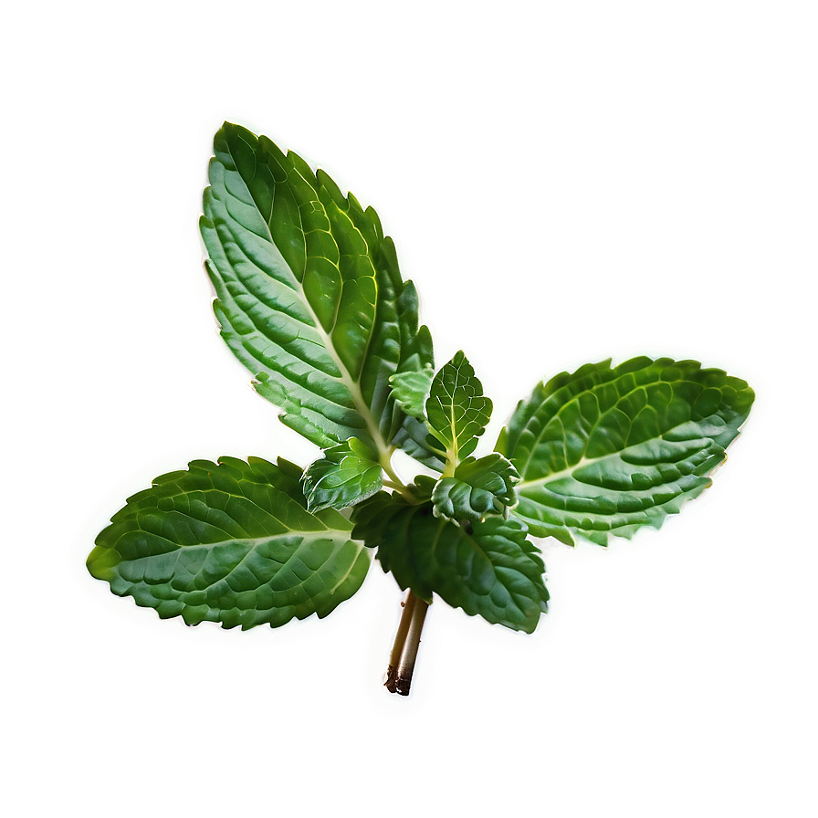 Mint Leaf Texture Png Pxe45