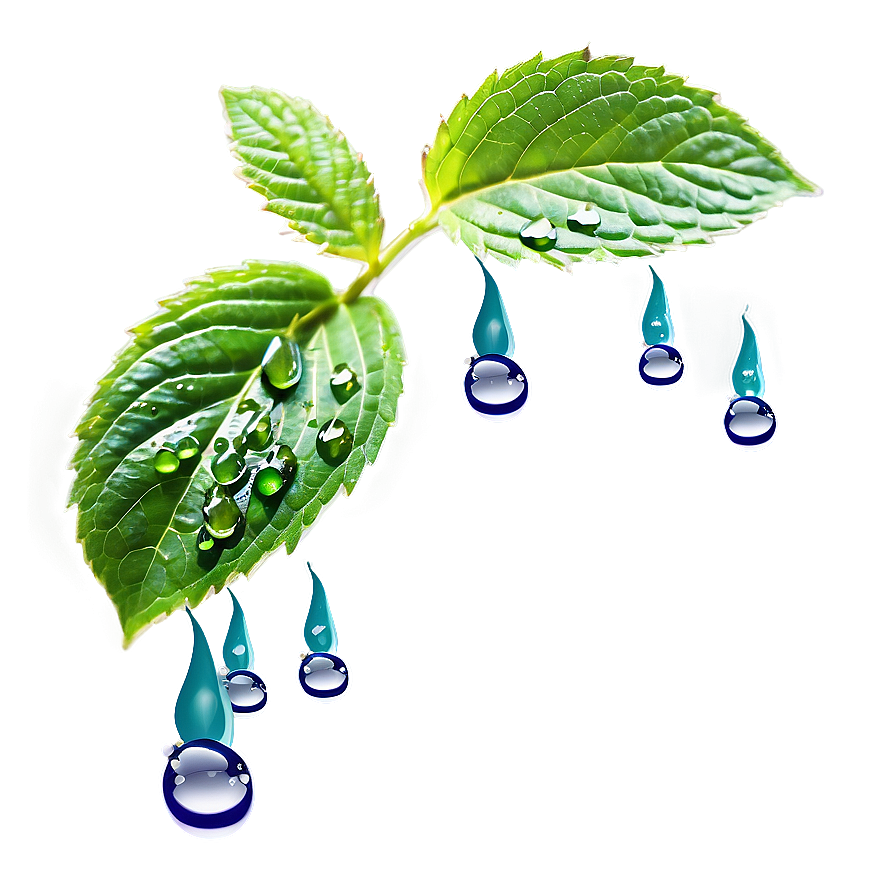 Mint Leaf Waterdrops Png 13