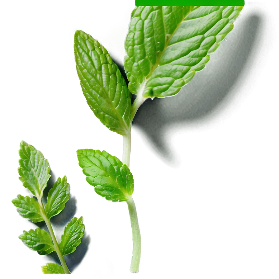 Mint Leaf Wellness Png Mmh1