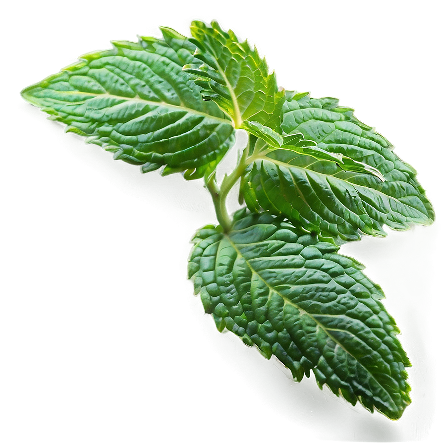 Mint Leaves Border Png 10