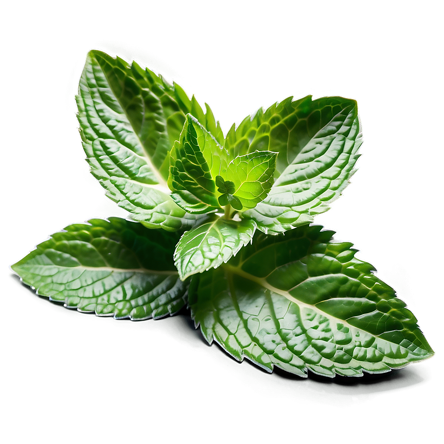 Mint Leaves Bundle Png 06262024