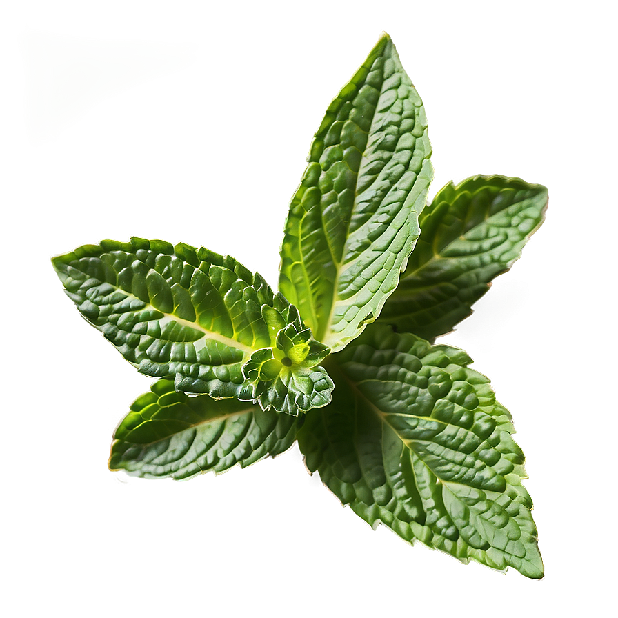 Mint Leaves Clipart Png 06262024