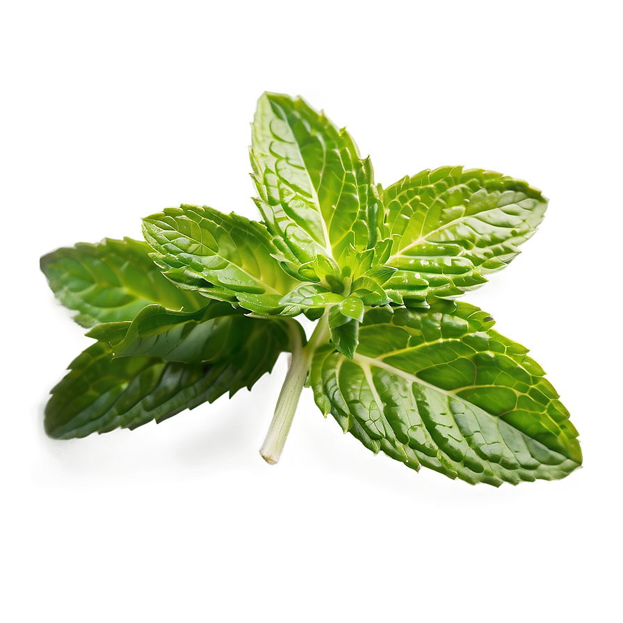 Mint Leaves Closeup Png Ljr20