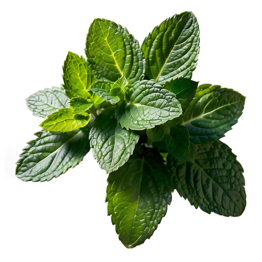 Mint Leaves Cluster Png 06262024