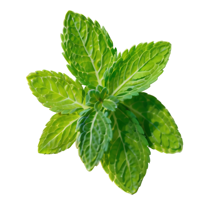 Mint Leaves Drawing Png 6