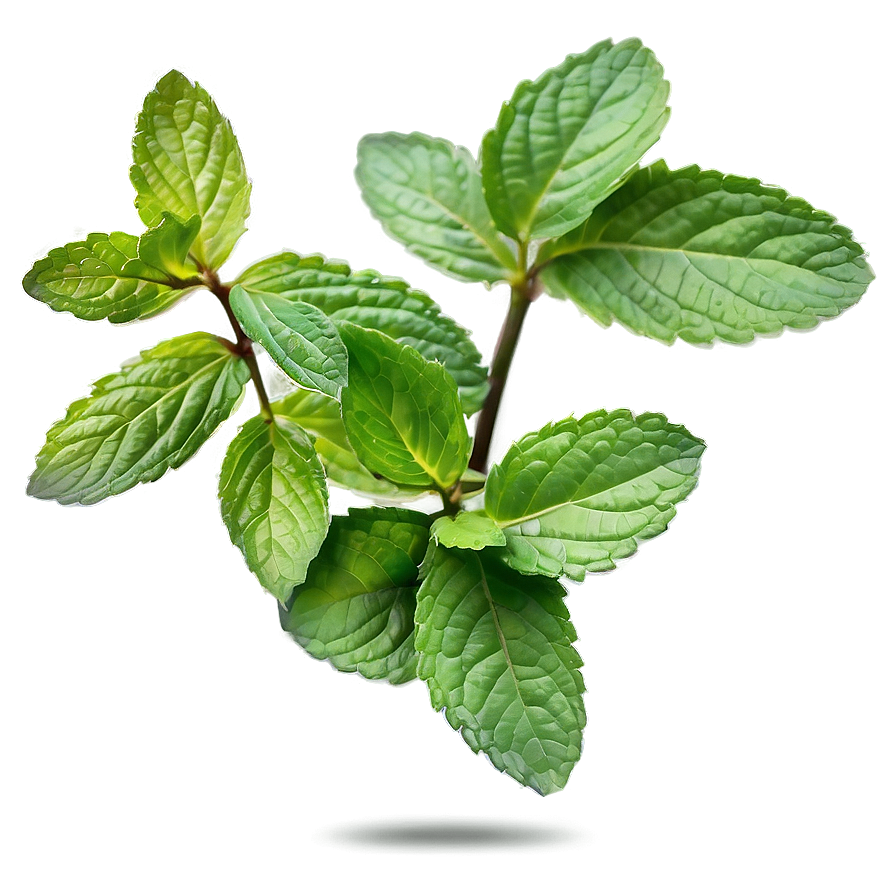 Mint Leaves Drawing Png 85