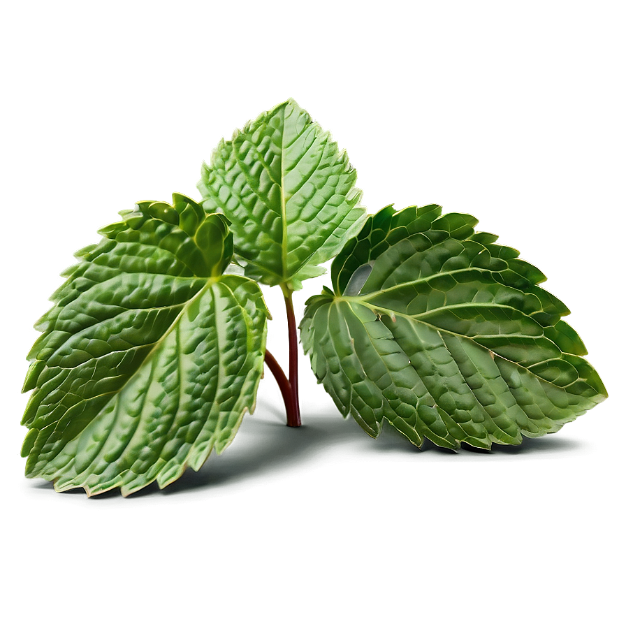 Mint Leaves Illustration Png Xes11