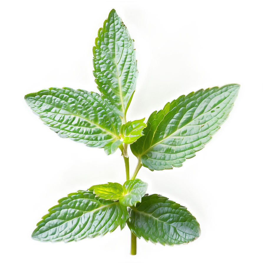 Mint Leaves In Nature Png 06262024