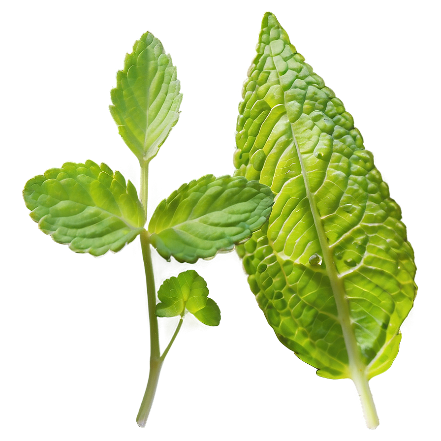 Mint Leaves In Nature Png Ygc45