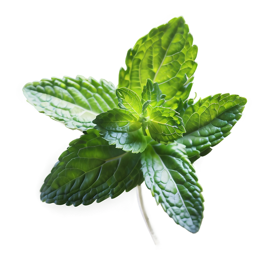 Mint Leaves Medicine Png Hhj16