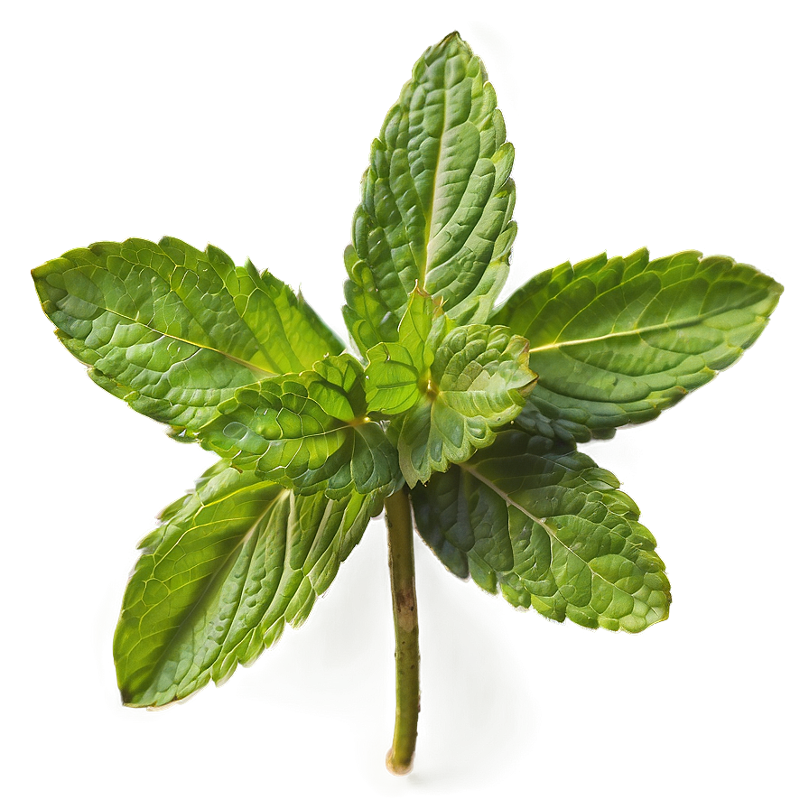 Mint Leaves Medicine Png Mdx