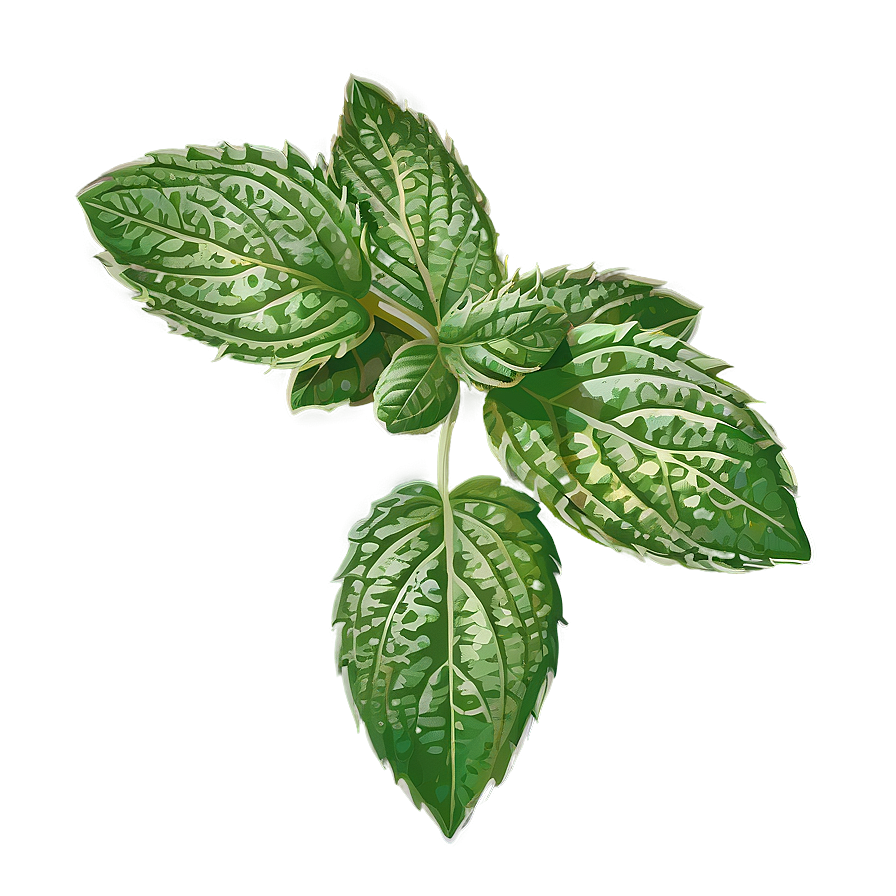 Mint Leaves Vector Png Sed80