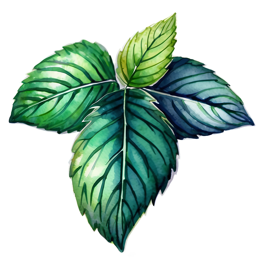 Mint Leaves Watercolor Png Tpc