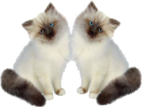 Mirror Image Siamese Kittens