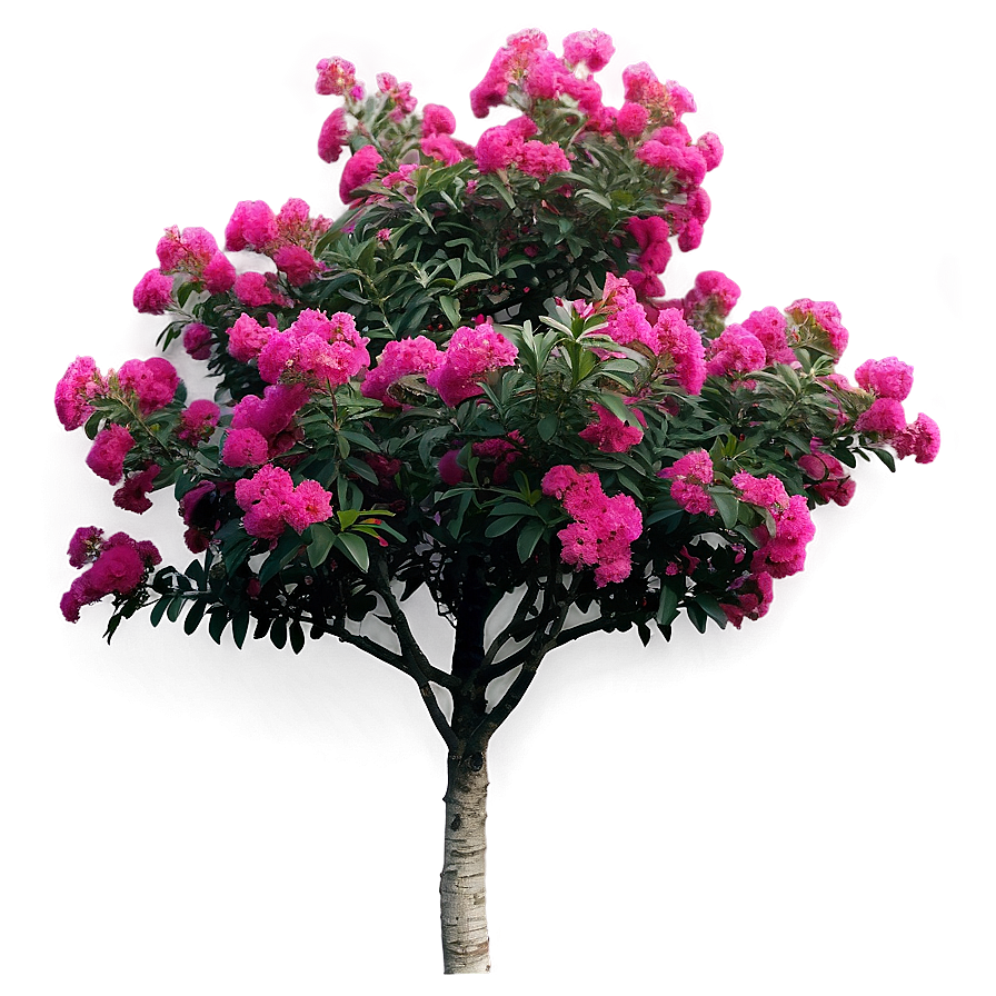 Mixed Color Crepe Myrtle Collection Png Apk70