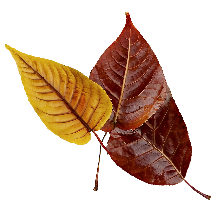 Mixed Fallen Leaves Heap Png 12