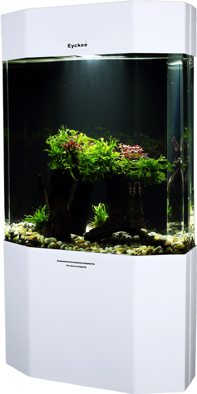 Modern Aquarium Setup