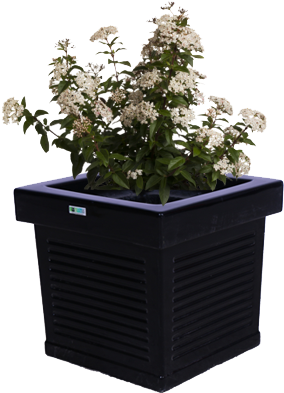 Modern Black Planter With White Flowers