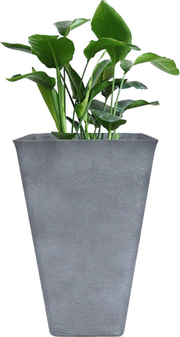Modern Gray Planterwith Green Plant