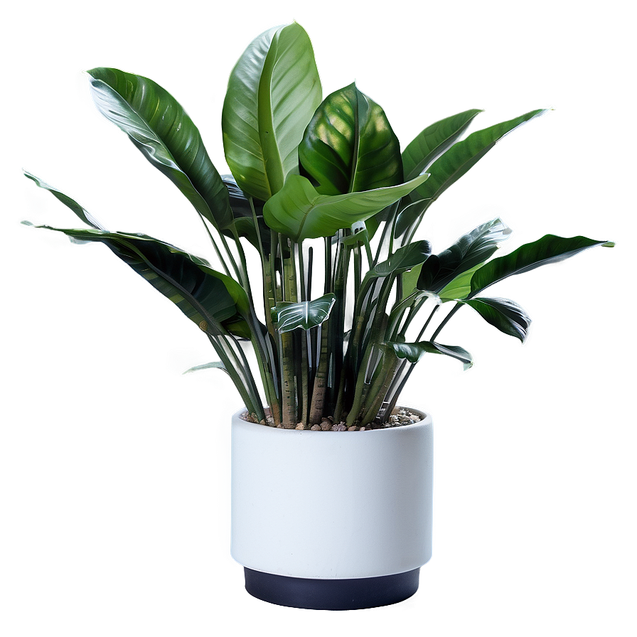 Modern Indoor Plants Png 06252024