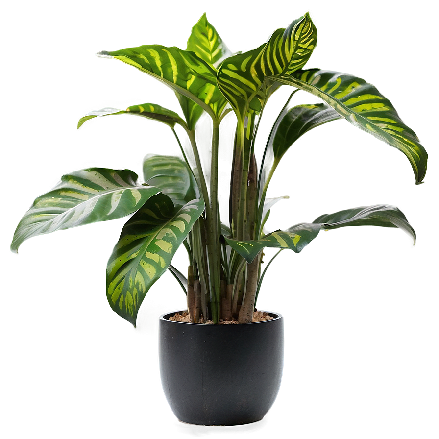 Modern Indoor Plants Png 81