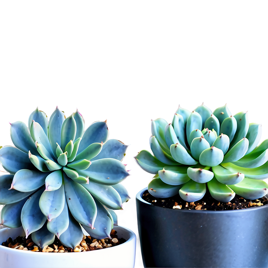 Modern Succulent Png 05242024