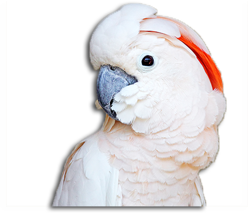 Moluccan Cockatoo Profile
