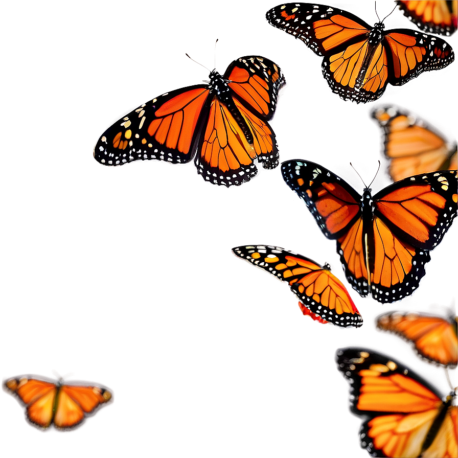 Monarch Butterflies Swarming Png 06252024