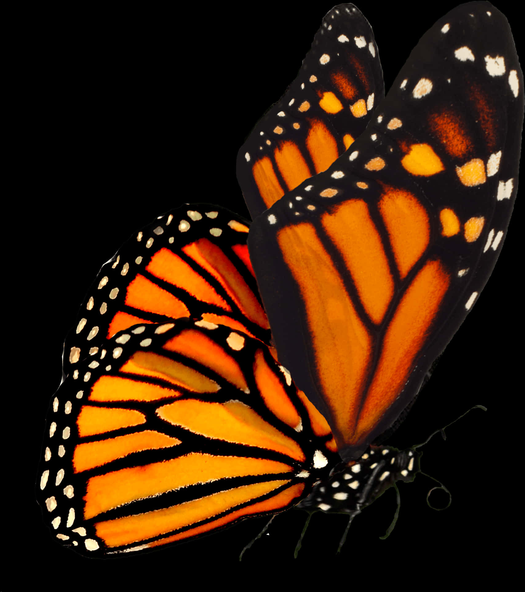 Monarch Butterfly Black Background