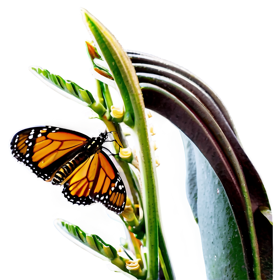 Monarch Butterfly Feeding Png 05252024