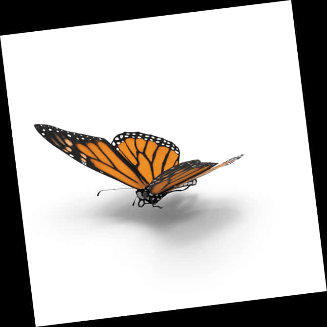 Monarch Butterfly Graceful Pose