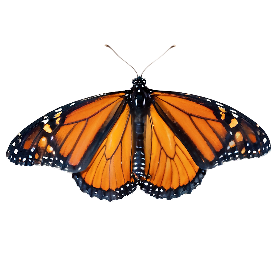 Monarch Butterfly Habitat Png 05252024