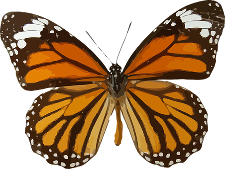 Monarch Butterfly Illustration