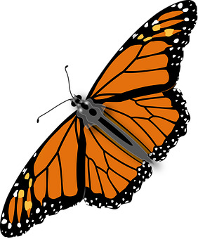 Monarch Butterfly Illustration