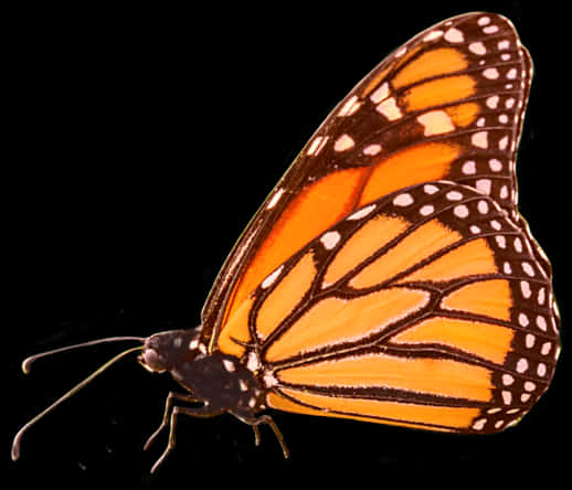 Monarch Butterfly Isolatedon Black