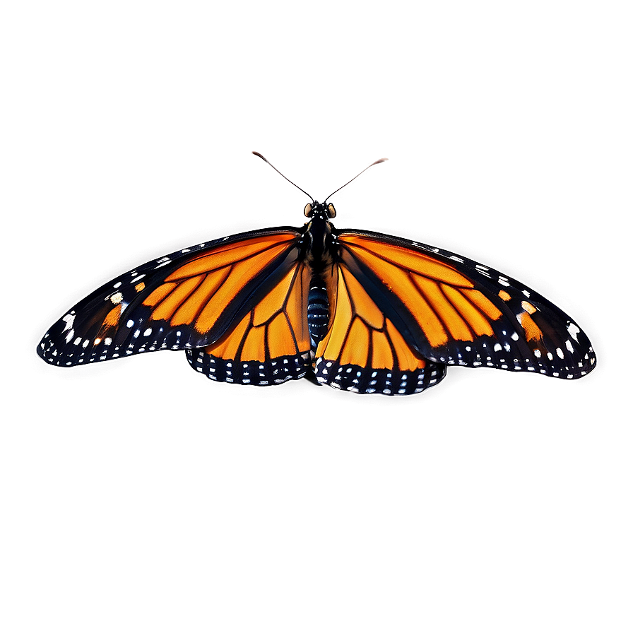 Monarch Butterfly Landing Png Dam