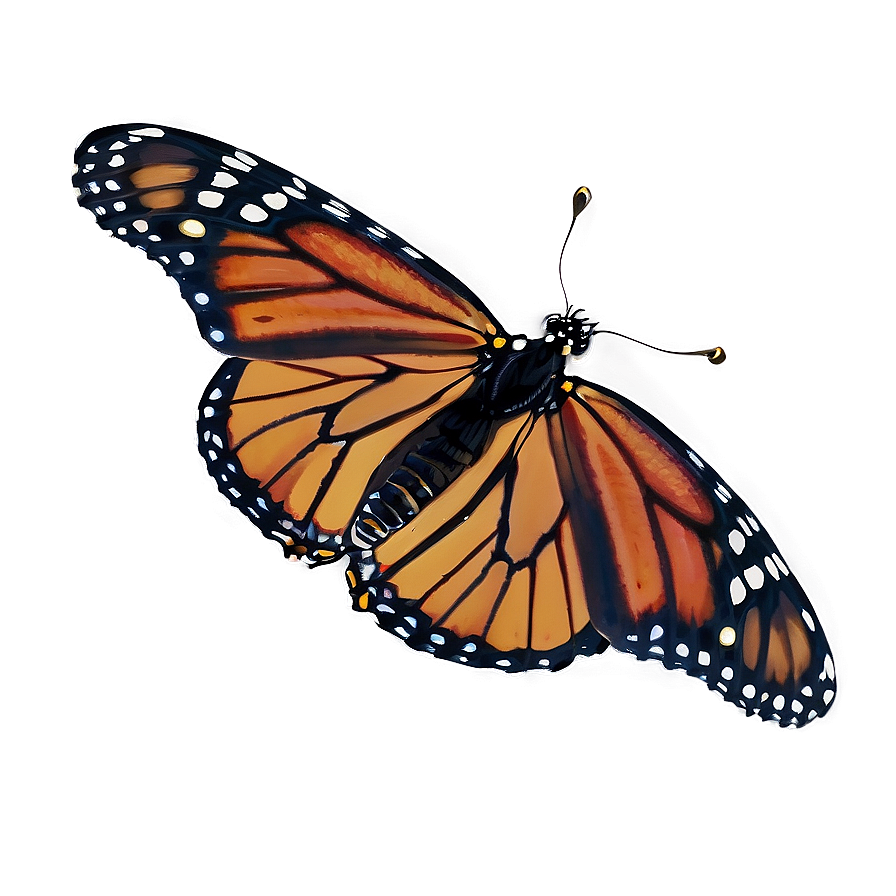 Monarch Butterfly On White Png 96