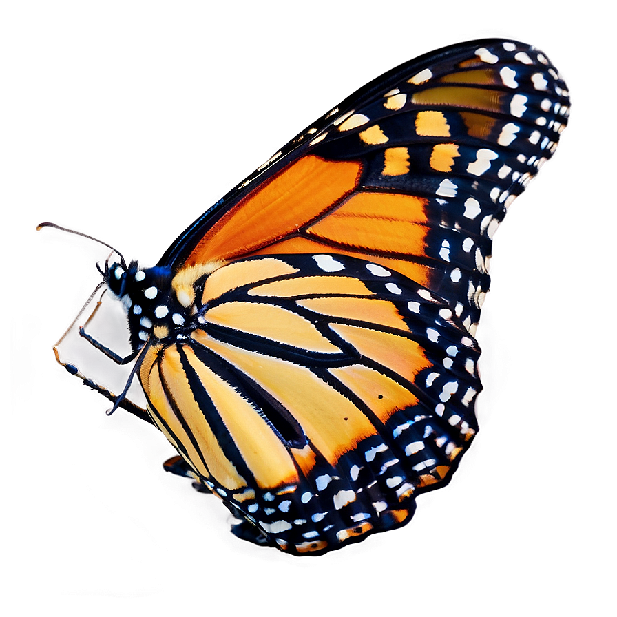 Monarch Butterfly Resting Png 05252024