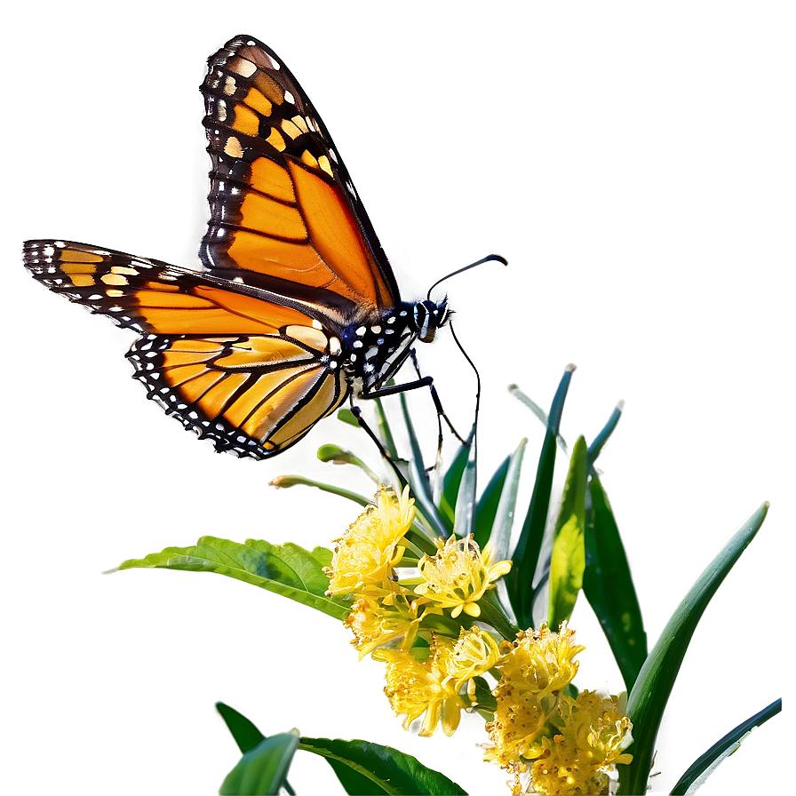 Monarch Butterfly Resting Png Ksi