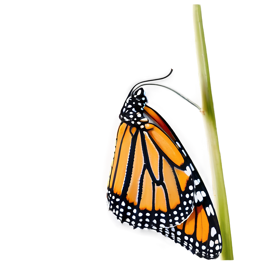 Monarch Butterfly Side View Png Dpk42