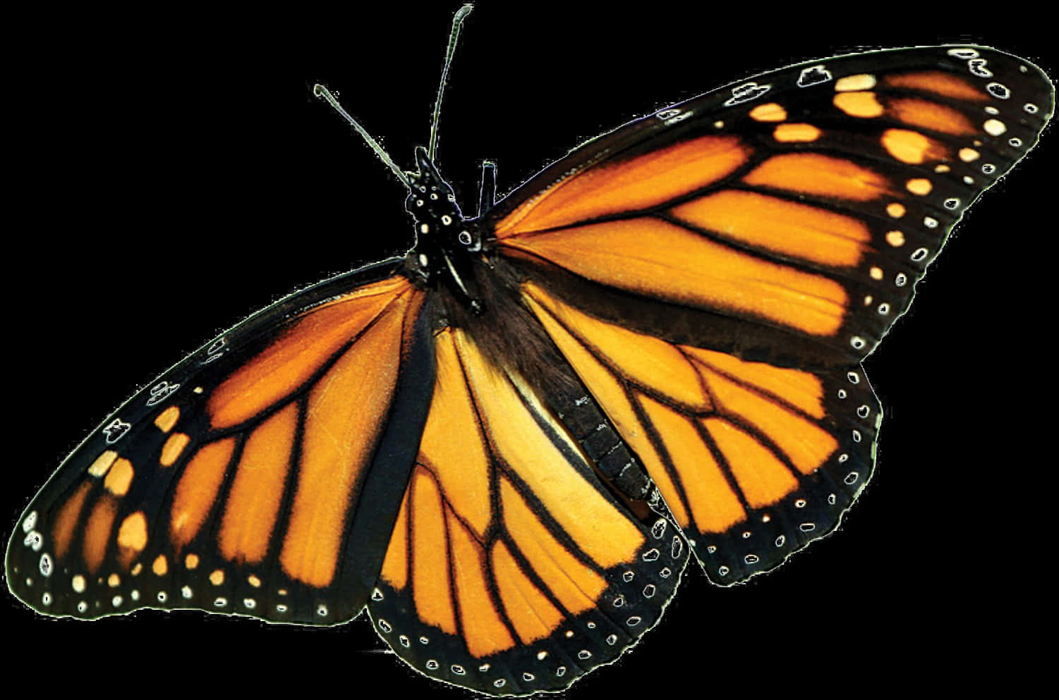 Monarch Butterfly Transparent Background