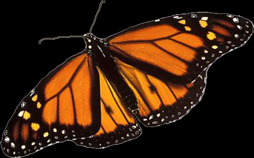 Monarch Butterfly Transparent Background