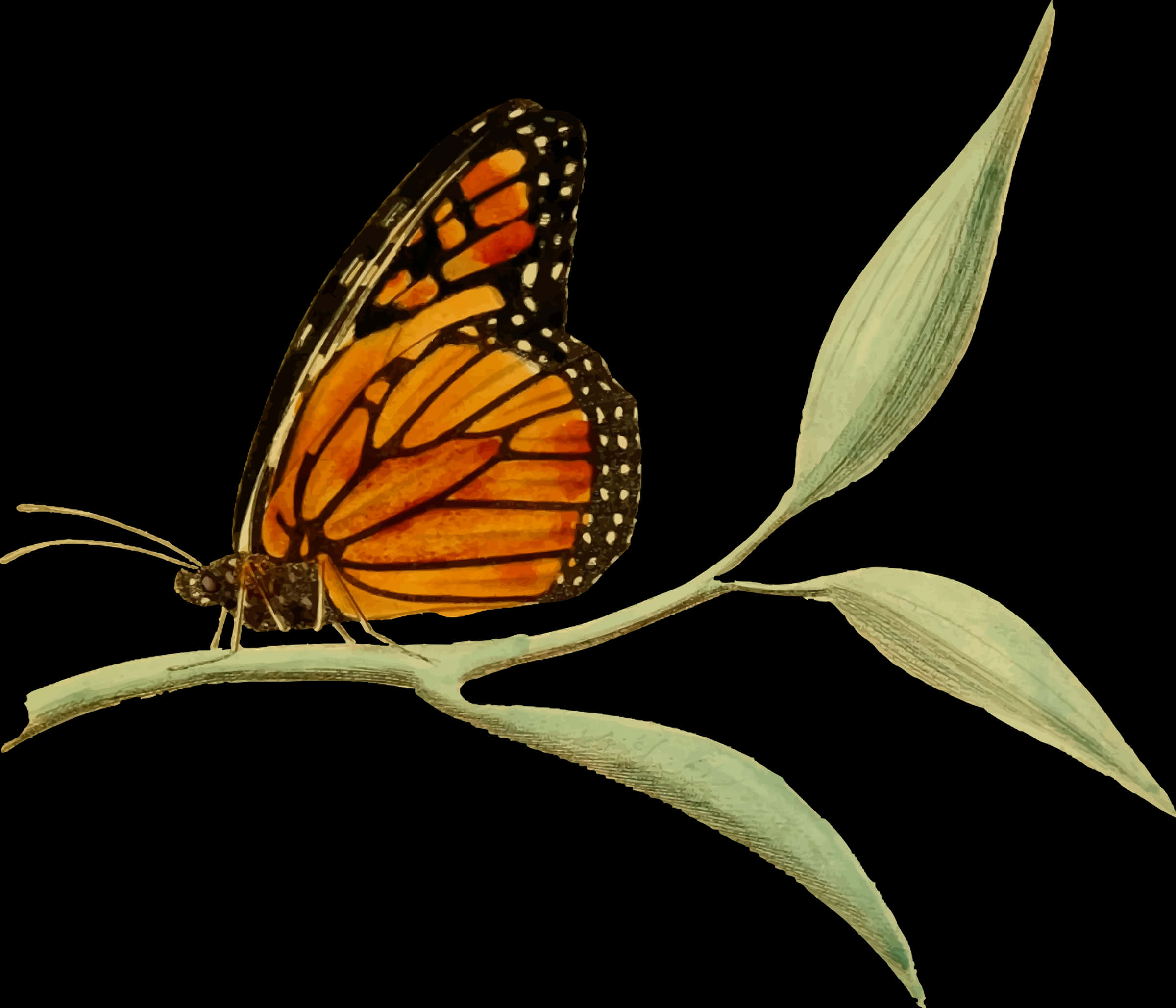 Monarch Butterflyon Plant Illustration