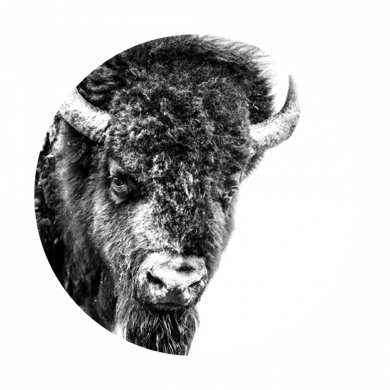 Monochrome Bison Portrait