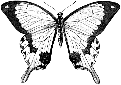 Monochrome Butterfly Illustration