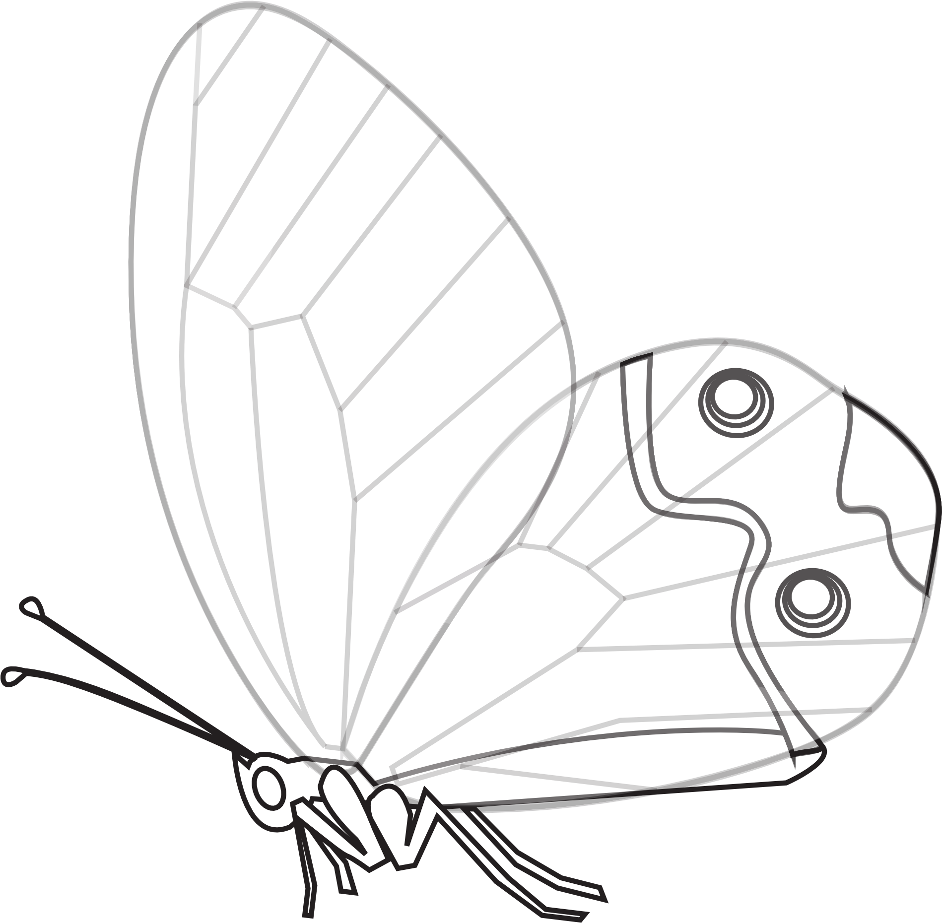 Monochrome Butterfly Illustration